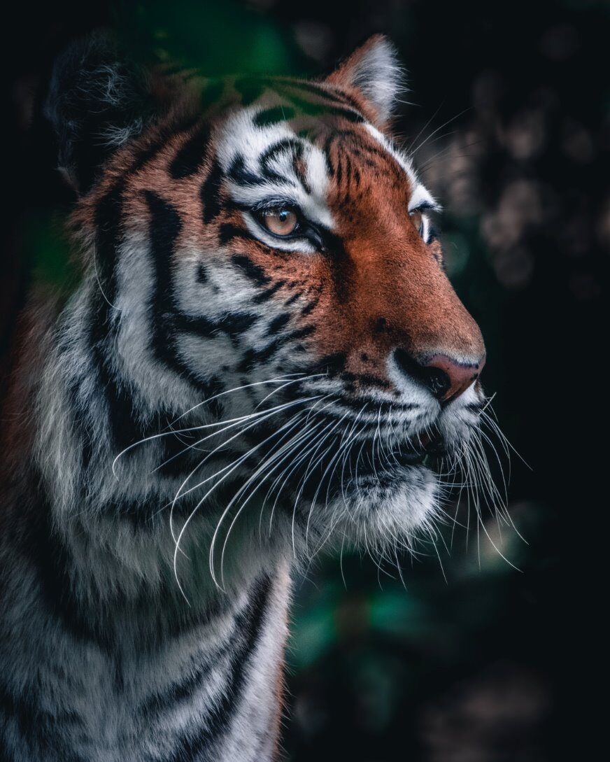 tiger